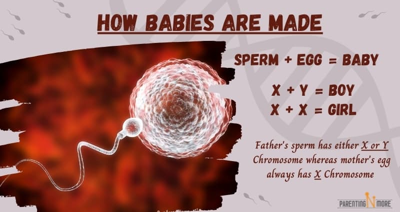 How Are Babies Made A 3 Step Guide Simplifying How Babies Are Made How Are Babies Made A 3 Step Guide Simplifying How Babies Are Made