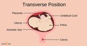 Transverse Position